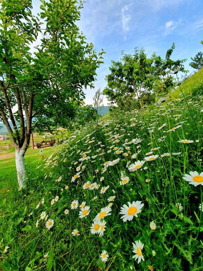 Guest House Ijevan'S Garden Exteriér fotografie
