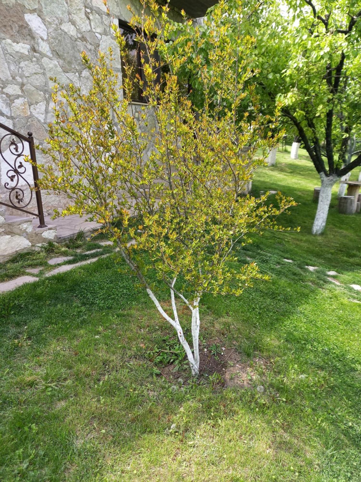 Guest House Ijevan'S Garden Exteriér fotografie