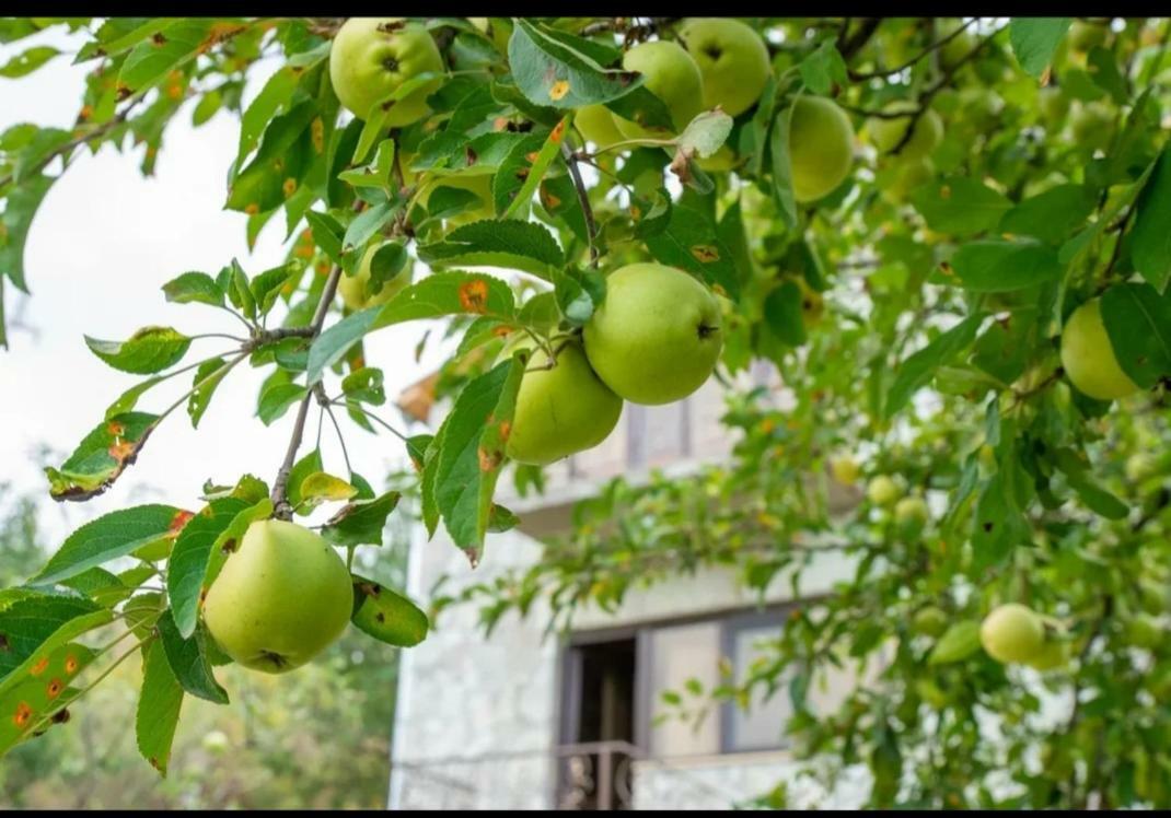 Guest House Ijevan'S Garden Exteriér fotografie